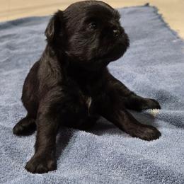 Everest - Black female Brussels Griffon puppy in Croswell, Michigan from Pine Haven Brussels Griffons LLC