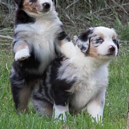 Miniature Australian Shepherd Puppies from Sand Dollar Aussies
