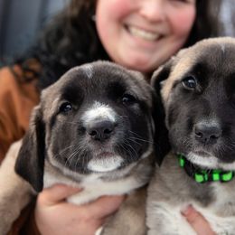 Anatolian Shepherd Dog Puppies from Apex Anatolians