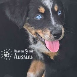 Annie - Australian Shepherd puppy from Heaven Scent Aussies