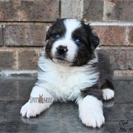 Clyde - Blue merle male Australian Shepherd puppy in Wichita Falls, Texas from Spotted Mule Aussies