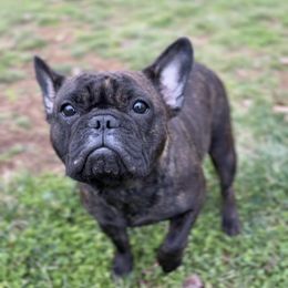 Sylvie - French Bulldog