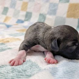 Buttercup - Fawn sable female American Pit Bull Terrier puppy in Macon, Georgia from Mythos K9s