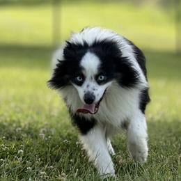 Miniature American Shepherds and Toy Australian Shepherds from Legendmaker MAS