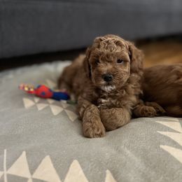 Maltipoo Puppies from Jessica's Maltipoos