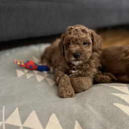 Maltipoo Puppies from Jessica's Maltipoos