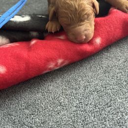 Blue collar - Red  male Goldendoodle puppy in Fontana, California from Grammy's Puppy Love doodles and poodles