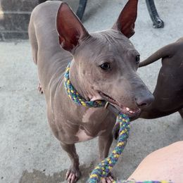 Frost - Blue fawn and white male American Hairless Terrier puppy in Cleveland, Texas from Poise Aussies & American Hairless Terriers