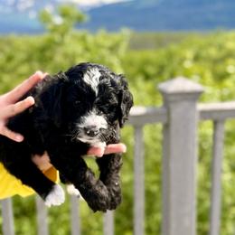 Black and White Boy 2 - Black and white male Bernedoodle puppy in Anchorage, Alaska from Cascade Country Doodles