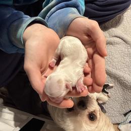 Cupid - Cream and white female Shih Tzu puppy in Harrisburg, Pennsylvania from Harrisburg Shih Tzus