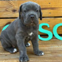 Miracle City Pink - Gray female Cane Corso puppy in Conroe, Texas from Miracle City