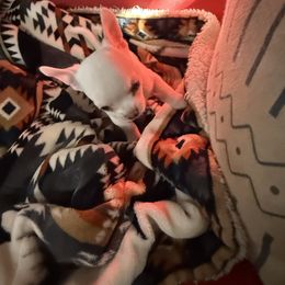 George - Cream and white male Chihuahua puppy in Dime Box, Texas from Color Me Crazy Chihuahuas