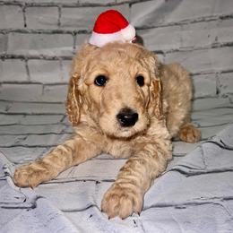 Dancer - Caramel ice male Labradoodle puppy in Monticello, Georgia from Daylin’s Doodles & Labradors