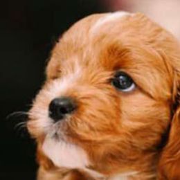 Assorted Doodle Crosses, Cavapoos, and Goldendoodles from Debbie's Puppies