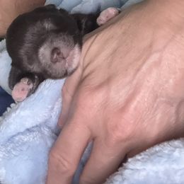 Miniature Schnauzer Puppies from Swedenburg Schnauzers