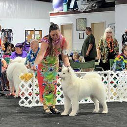 Samoyed All Grown Up from Snopeak Samoyeds