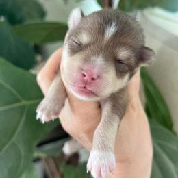 Kenai - Red and white male Pomsky puppy in Rathdrum, Idaho from Smart Pomskies and Frenchies