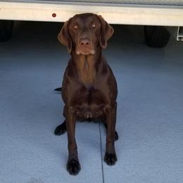 Tuna - Labrador Retriever