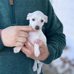 Boy 3 - Cream male Italian Greyhound puppy in Sugar Valley, Georgia from Pinnacle Farm and Kennel