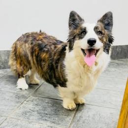 Ula - Cardigan Welsh Corgi