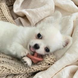 Boy1 - White male Chihuahua puppy in Alaska from Snowy Mountains Chihuahua