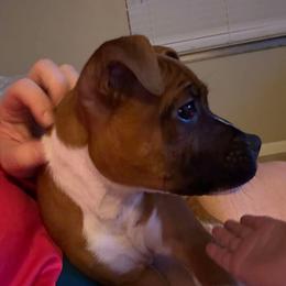 Female 1 (pink) - Red and white female Staffordshire Bull Terrier puppy in Lakeland, Florida from English Creek Staffords