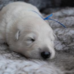 Blue Boy - White male Berger Blanc Suisse puppy in Ogden, Utah from Nordic Dreams White Shepherds