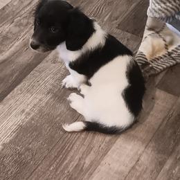 Oreo - Black and cream male Dachshund puppy in Sheridan, Arkansas from Farmhouse Dachshunds