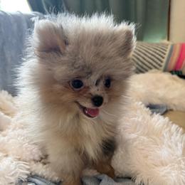 Misty - Blue merle female Pomeranian puppy in San Diego, California from PS pomeranians
