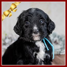 Linus - Black and white male Bernedoodle puppy in Connersville, Indiana from Deaz Doodle Ranch