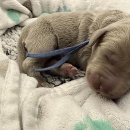 Karma - female Long Haired Weimaraner puppy in Blanchardville, Wisconsin from Northern Bluegrass Weimaraners