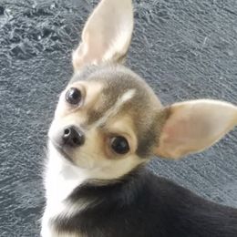 Chihuahuas from Sheppard's Chihuahuas