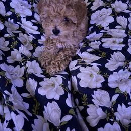 Pink - Cafe au lait female Maltipoo puppy in Union City, Tennessee from Rosie’s Maltipoo’s