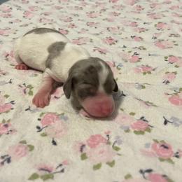 Dachshund Puppies from L & J Kennel