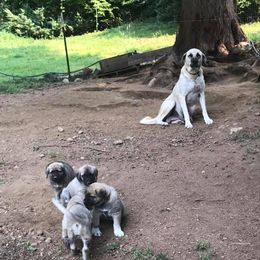 Layla - Anatolian Shepherd Dog
