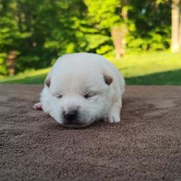 Beau - Cream male Shiba Inu puppy in Clayton, Illinois from Adorable-Puppies