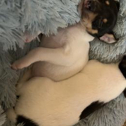 Toy Fox Terrier Puppies from Toy Fox Terriers A La Mode