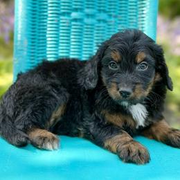 Allie - Black phantom female Aussiedoodle puppy in Lancaster, Minnesota from Finney Ranch