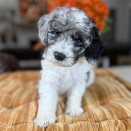 Yellow Collar - Merle male Cavapoo puppy in Indiahoma, Oklahoma from Farm Fresh Doodles