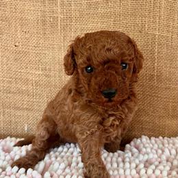 Ashley - Red  female Poodle puppy in Columbus, Mississippi from Rocky Road Kennel