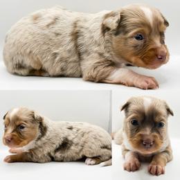 Red Merle female 2 - Red merle female Toy Australian Shepherd puppy in Brooker, Florida from Honey, I Shrunk the Aussies