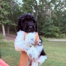 Rain - Parti male Goldendoodle puppy in Jasper, Georgia from Harrington Doodles & Poodles