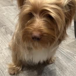 Yorkshire Terrier puppies from WESTWAY Yorkies