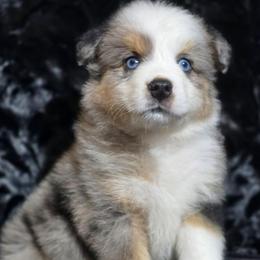 PS.BMM - Blue merle male Miniature Australian Shepherd puppy in Deer Lodge, Tennessee from KSH Aussie Haven