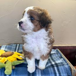 Redwood - Red tri-color male Aussiedoodle puppy in Tonasket, Washington from V5 Aussies