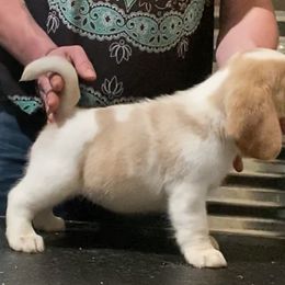 Beagle and German Shepherd Puppies from Synastry Beagles