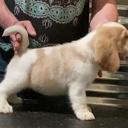 Beagle and German Shepherd Puppies from Synastry Beagles