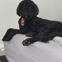 Goldendoodles from Magnolia Doodles co.