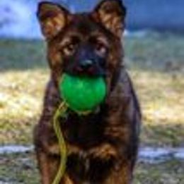 German Shepherd Puppies from vom Grenze Stadt German Shepherd Dogs
