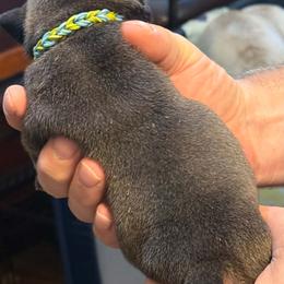 Green and blue - Silver male Pug puppy in Salem, Oregon from Loda's Pugs